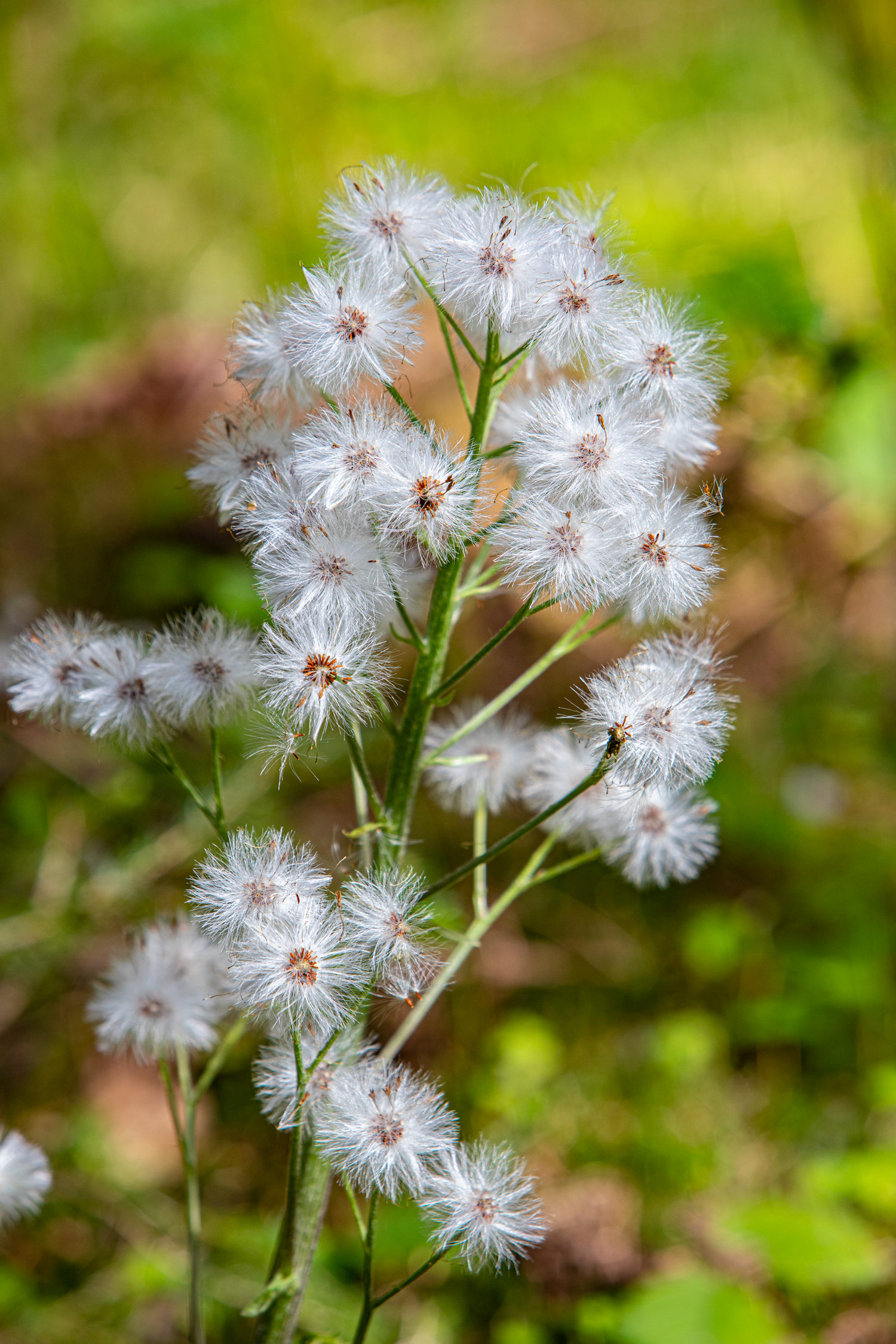 UrlaubsREICH Blume_WEB_1990