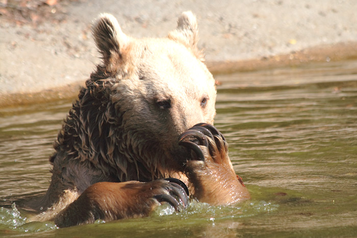 Jerry-im-Wasser-(c)VIER-PFOTEN_Stefan-Knoepfer