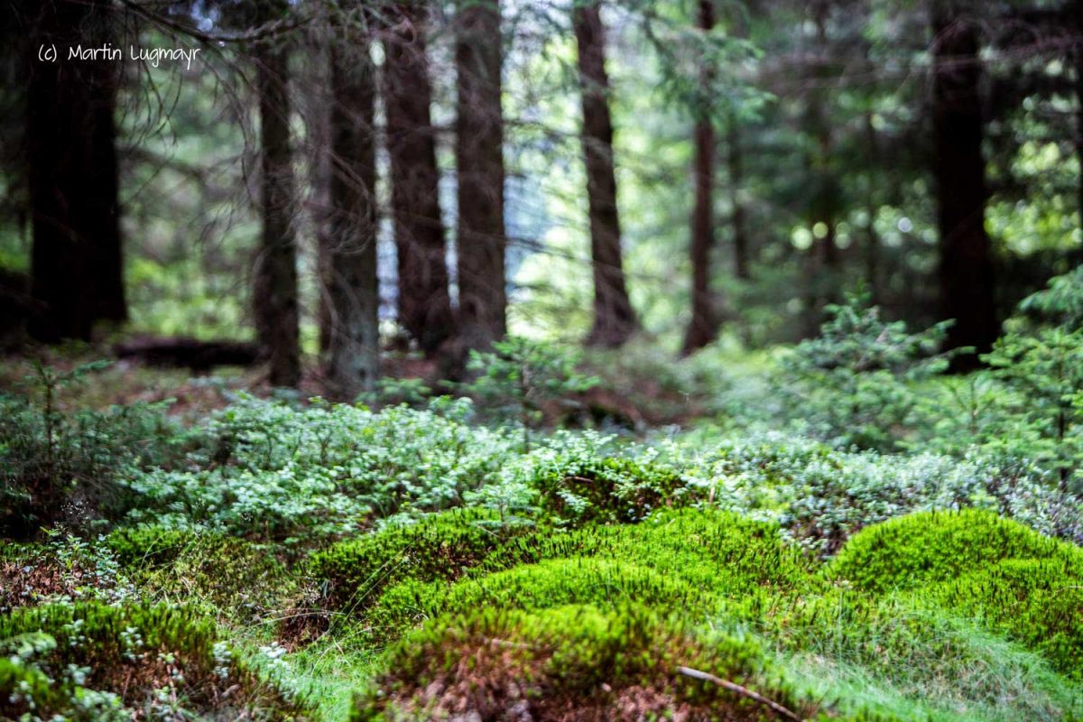 UrlaubsREICH Wald