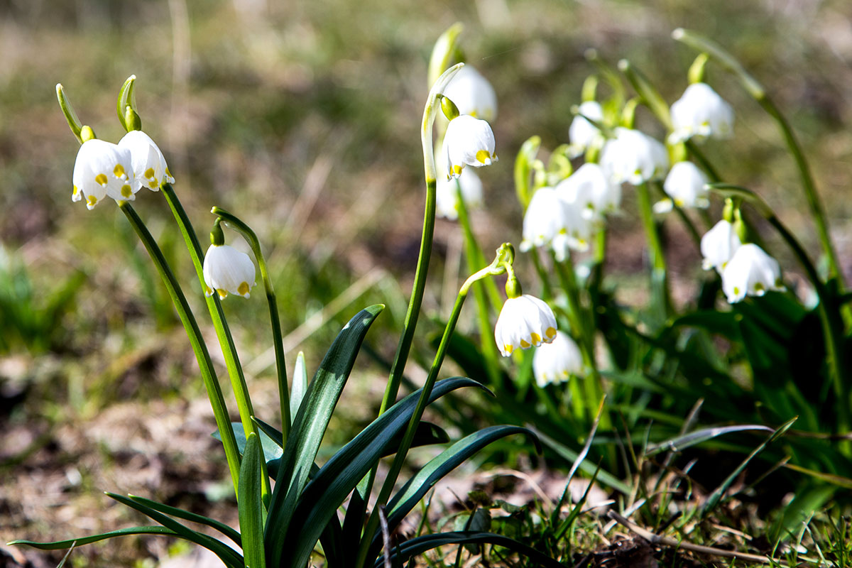 Waldviertel_Fruehling