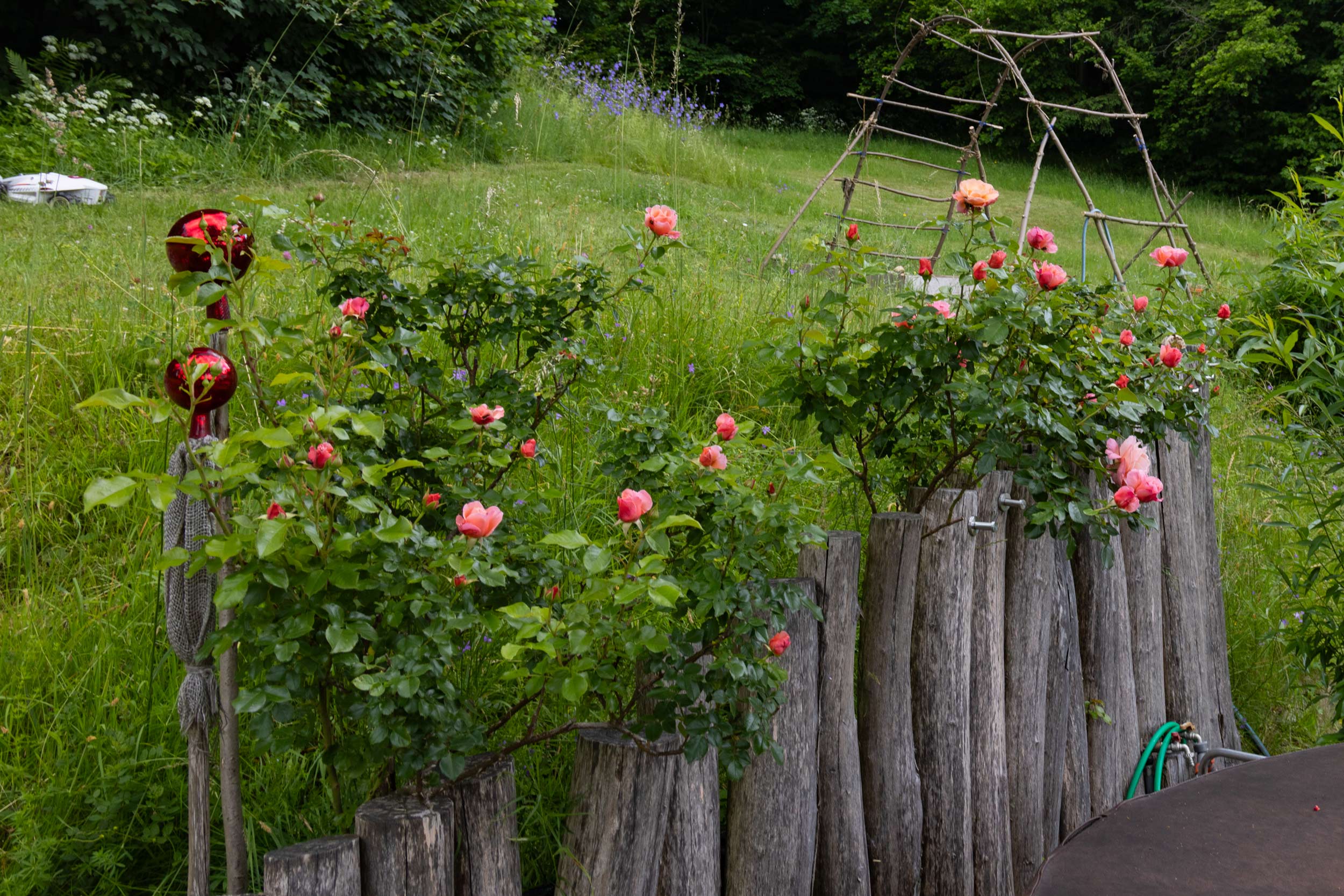 Blühende Rosen im Juni, Garten UrlaubsREICH